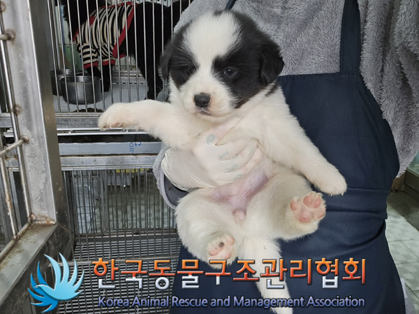 한국동물구조관리협회_441414202400993